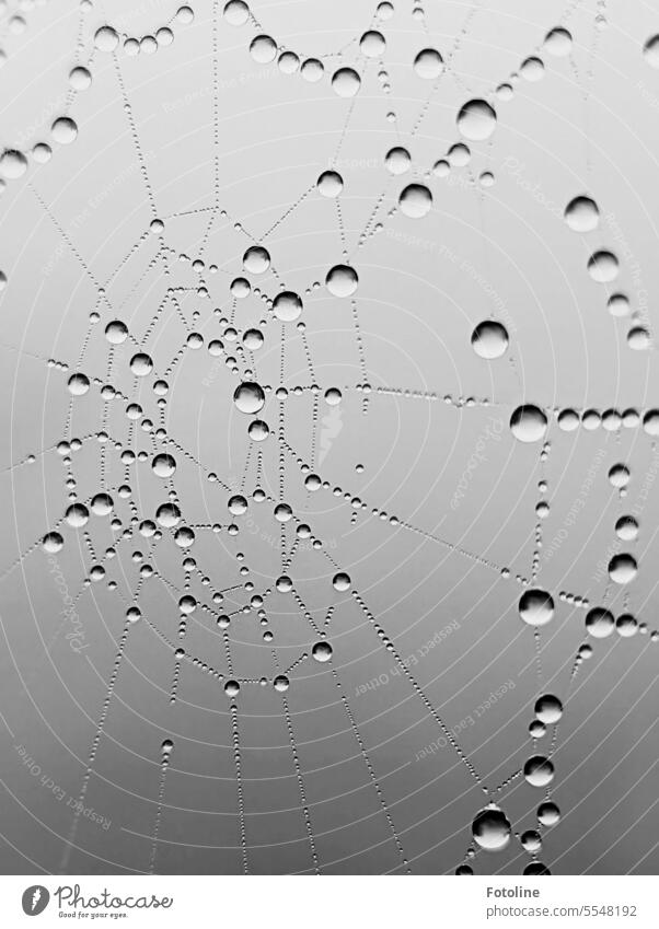 Im Morgennebel auf dem Weg zur Arbeit konnte ich an diesem Spinnennetz, übersät mit Tautropfen, einfach nicht vorbeigehen, ohne es zu fotografieren. Netz