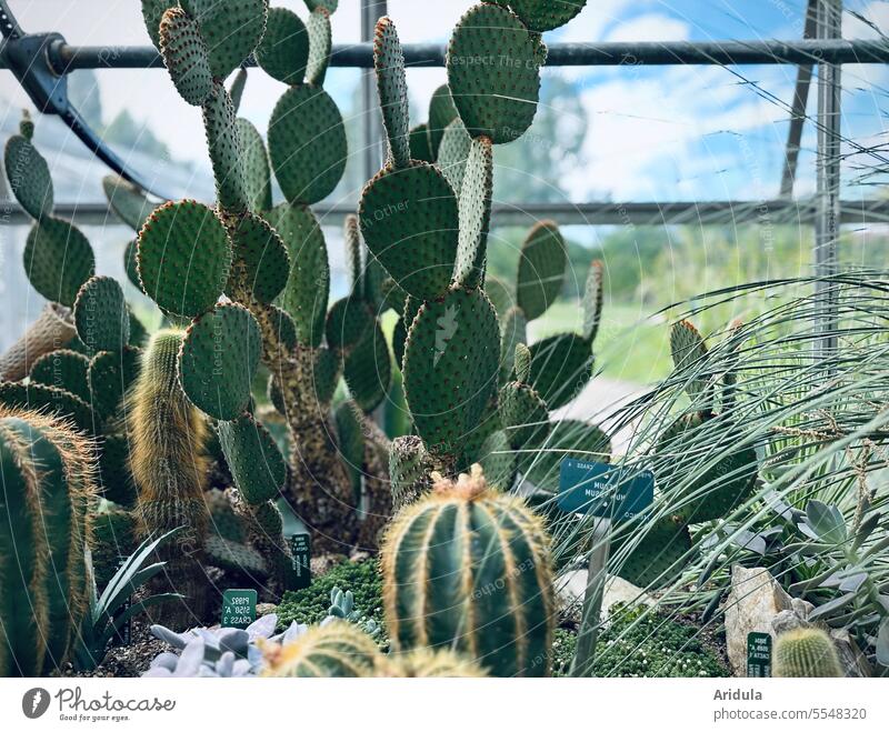 Verschiedene Kakteen in einem Gewächshaus Kaktus Pflanze stachelig Tropenhaus exotisch Botanik s/w Glasfenster Fenster Blauer Himmel