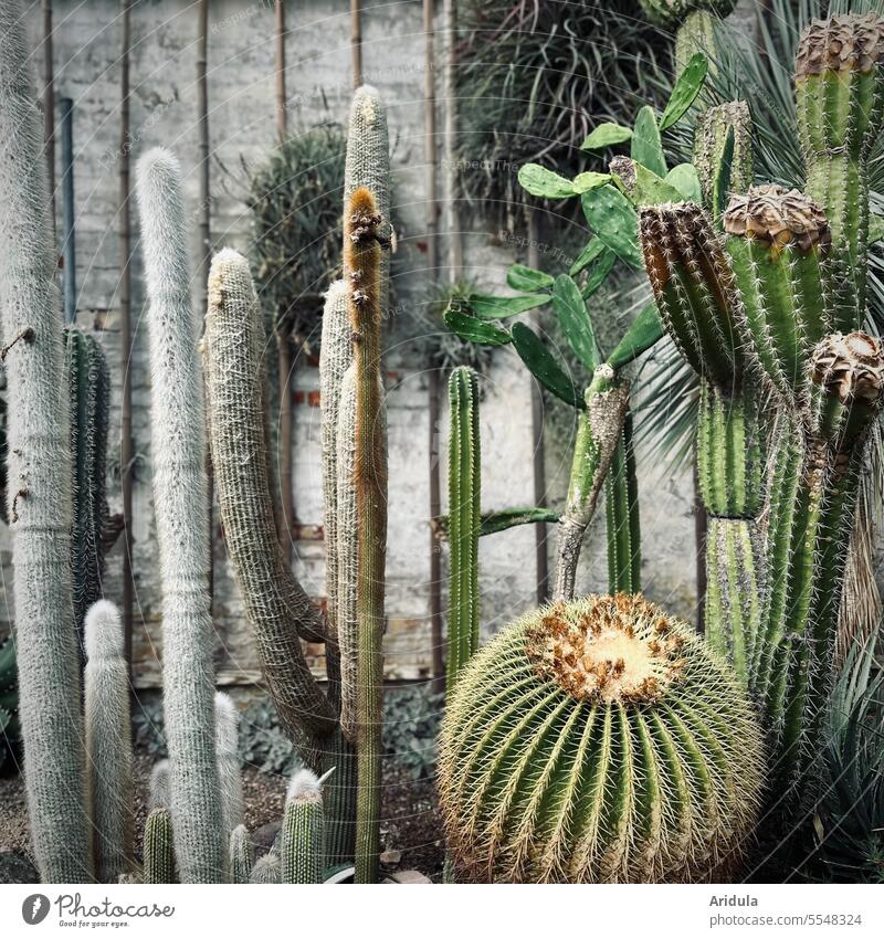 Verschiedene Kakteen vor einer Betonwand Kaktus Pflanze Botanik Stachel botanisch stachelig exotisch grün tropisch Gewächshaus Garten Steingarten trocken Wüste