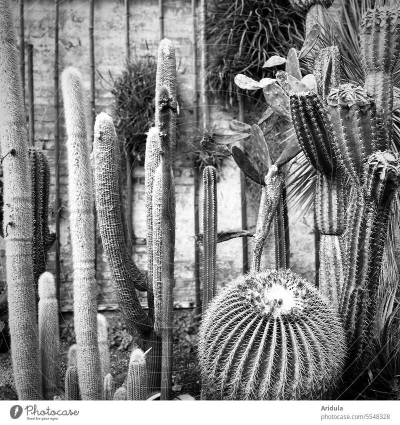 Verschiedene Kakteen s/w Kaktus Pflanze stachelig Gewächshaus Tropenhaus exotisch Botanik
