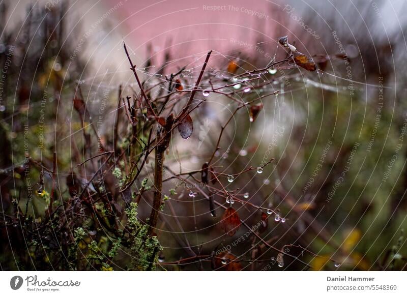 Tautropfen an dünnen Ästen einer Hecke mit Spinnenweben Regen Außenaufnahme Detailaufnahme Umwelt geheimnisvoll durcheinander Frühtau filigran Menschenleer