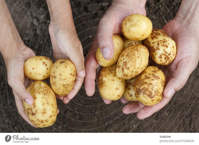 Ein Paar Hände hält gelbe Kartoffeln Ernte Lebensmittel Speise Bestandteil Halt Kaukasier Landwirt Ackerbau Markt Werkstatt abholen 40-45 Jahre 10-15 Jahre Gras