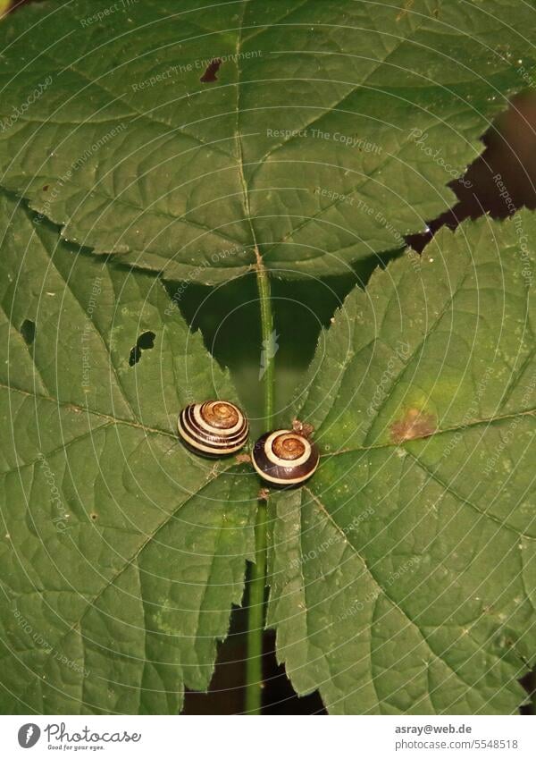 zwei Gartenschnecken auf einem Blatt Riesenglanzschnecke Hausschnecke Gastropode Wirbellose grün Natur Paar Saison Spirale