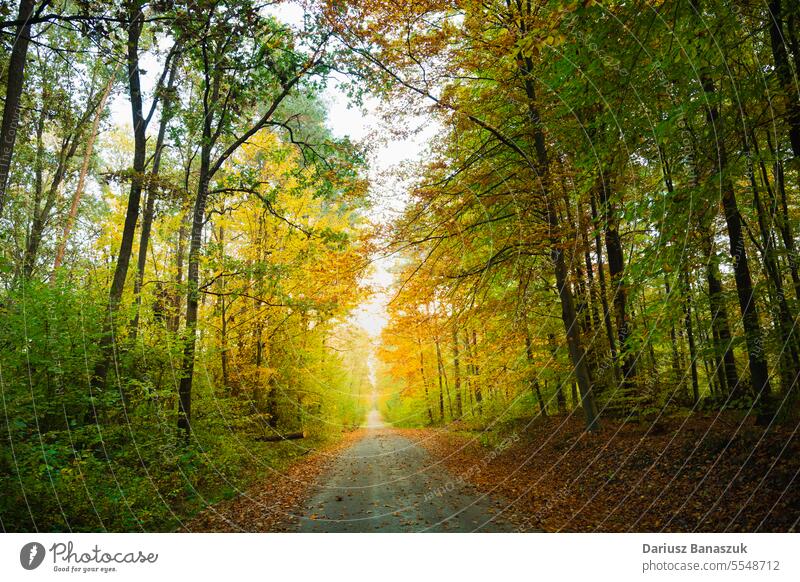 Straße im Herbstwald Wald Blatt Baum im Freien Saison Natur gelb Laubwerk Weg fallen Landschaft Sonnenlicht malerisch orange Holz hell Park Waldgebiet Schönheit