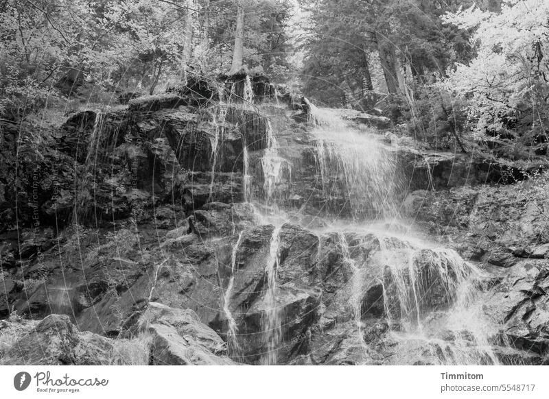 Wasserfall im Schwarzwald wild Wald Bäume Felsen Stein Natur Fluss fließen Zweribachfälle Schwarzweißfoto Menschenleer strömen Bach Kaskade Umwelt