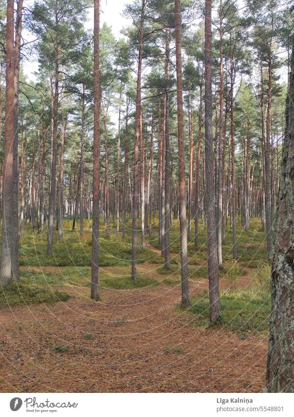 Kiefernwälder Holz Natur Wald Baum Hintergrund braun Pflanze Forstwirtschaft Schneise Wälder Waldspaziergang Außenaufnahme natürlich Landschaft Waldgebiet
