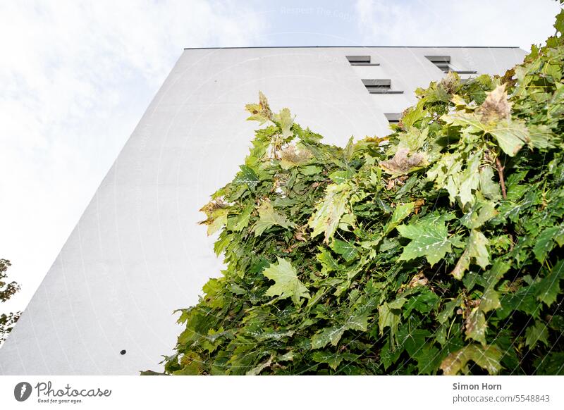 Baum vor hohem Haus Mehrfamilienhaus Stadthaus Blätter nach oben Höhe hoch Garten verstecken beobachten Wohngebiet Wohnhaus Fassade Flachdach Froschperspektive