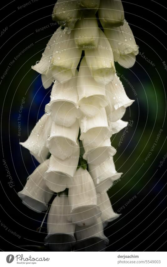 Weißblühender Rachenblütler ( Fingerhut ) mit Regentropfen Eisenhut Nahaufnahme Detailaufnahme Blüte Natur Außenaufnahme Blühend schön natürlich Blütenblatt