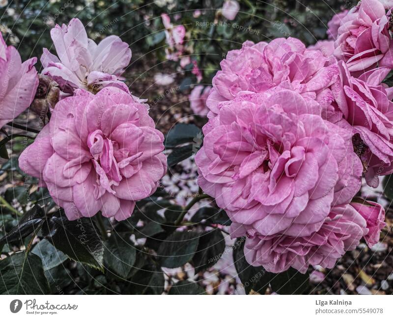 Rosa Rosen rosa Sommer geblümt romantisch Natur Blütenblätter Pflanze Blume Hintergrund schön Flora natürlich Dekoration & Verzierung Roséwein Rosenblüte