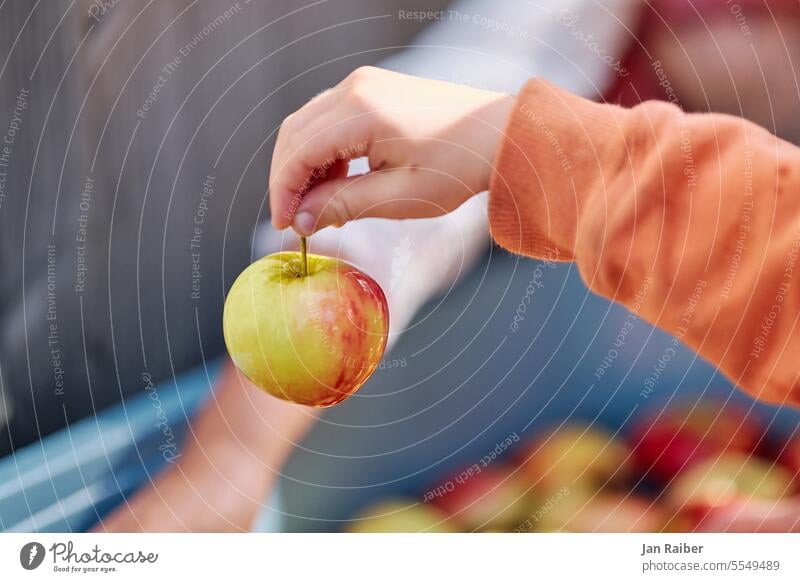 Kinderhand mit Apfel Hand nass Frucht Natur Kindergarten Waldorf Sommer Herbst Lebensmittel Ernte Apfelfest