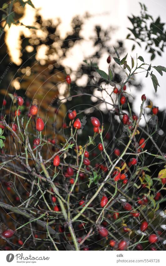 Wilde Hagebutten im herbstlichen Abendlicht. wild Pflanze Sträucher Herbst Natur Farbfoto rot Blatt Frucht natürlich Wildpflanze Detailaufnahme