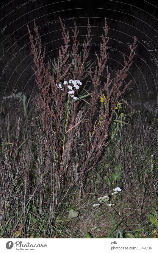 Schafgarbe und andere Wildkräuter & Gräser im herbstlichen Park bei Einbruch der Nacht. Herbst Pflanze natürlich Natur Landschaft Menschenleer Umwelt Unschärfe