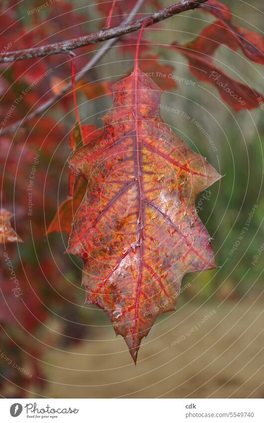 Herbstlich rot verfärbtes Sumpfeichenblatt im Park nach einem Regenschauer. Blatt Pflanze herbstlich Herbstfärbung Herbstlaub Natur Umwelt braun Herbstwald