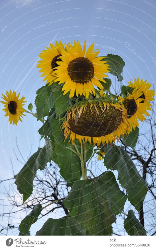 Eine große, kräftige Sonnenblume mit vielen Blüten strahlt in den herbstlichen, blauen Himmel. Sonnenblumen gelb Natur Blume natürlich schön hell Außenaufnahme