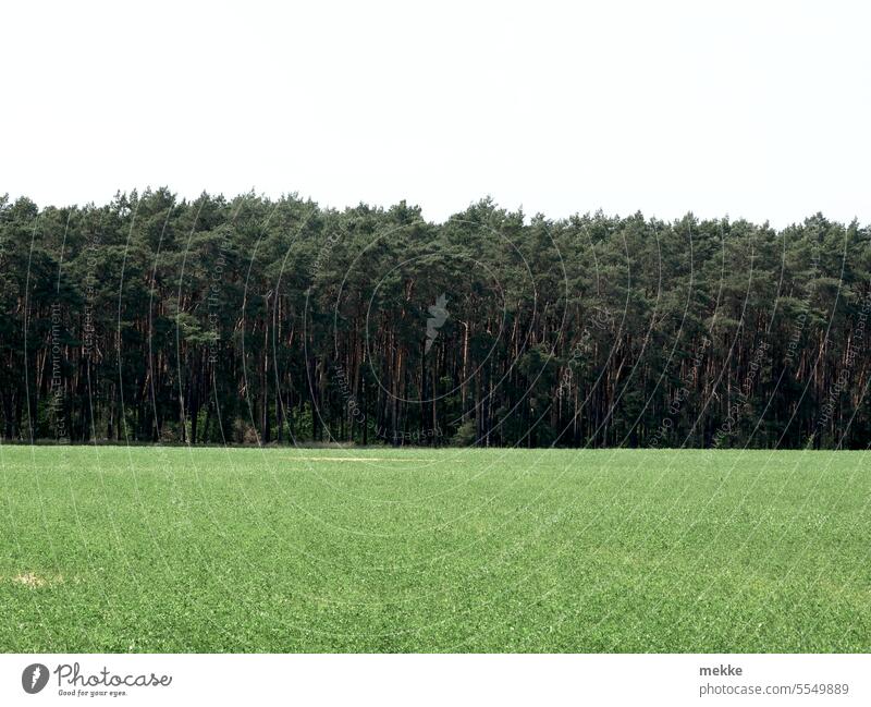 Tricolore in der Natur Wald Wiese Landschaft grün Gras Himmel Umwelt Sommer Feld Wolken Horizont Menschenleer Landwirtschaft Acker Streifen hell Kontrast