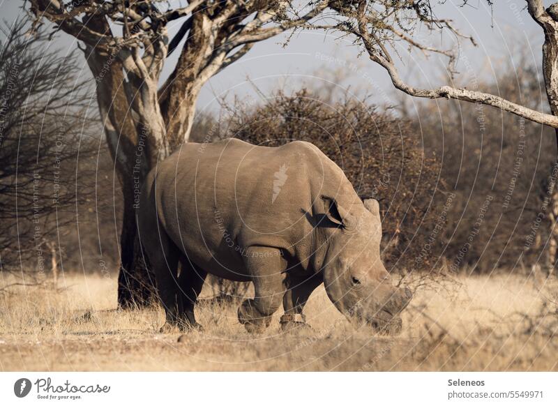 Wildlife Nashorn Südafrika Safari Wildtier Tier Außenaufnahme Farbfoto Natur Ferien & Urlaub & Reisen Tierporträt Tourismus Ferne Ausflug Abenteuer Freiheit