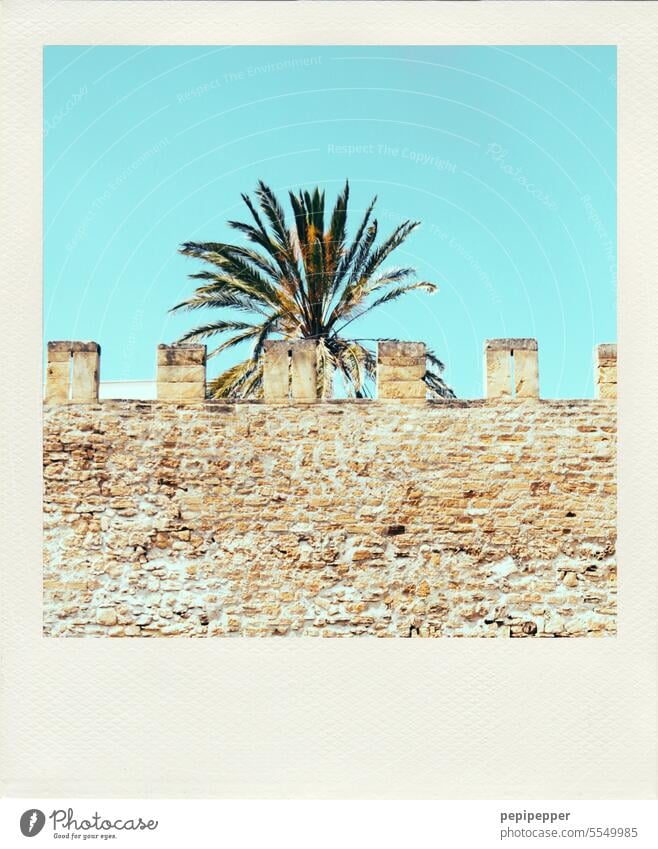 Polaroid – alte Stadtmauer von Alcúdia mit Palme im Hintergrund Burgmauer Burg oder Schloss Außenaufnahme historisch Mauer Tourismus Gebäude Bauwerk