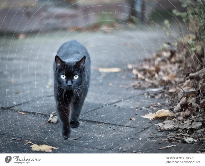 Geister-Katze Umwelt Herbst Schönes Wetter Straße Tier Haustier 1 bedrohlich dunkel gruselig grau schwarz Überraschung Entsetzen Abenteuer Angst bizarr