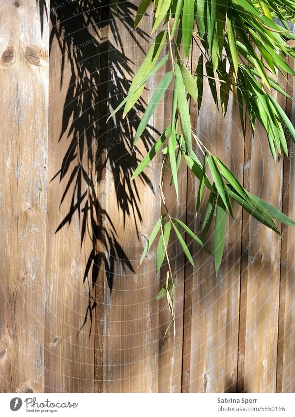 Bambus Zweig mit Schatten vor einem Zaun Braun Grün Frisch Lebendig Licht Beige Hell Fröhlich Pflanze Holz Formen und Struckturen Blätter Schön Lebensfroh