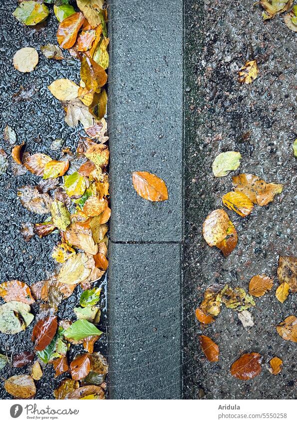 Der Herbst, der Herbst, der Herbst ist da … Laub Blätter Straße Bordsteinkante Asphalt grau nass Regen Wege & Pfade Bürgersteig Verkehrswege Straßenbelag