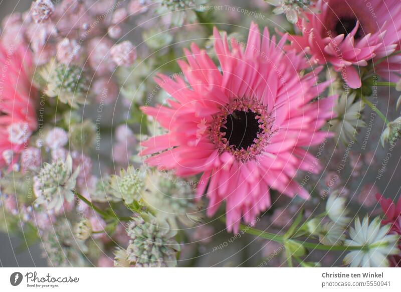 Blumenstrauß mit pink Gerbera, rosa Schleierkraut und weißer Sterndolde Astrantia major Große Sterndolde rosa Blüten weisse Sterndolde Feste & Feiern