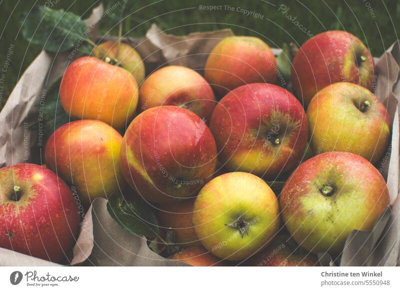 Leckere Äpfel vom eigenen Baum Frucht Natur eigene Ernte Lebensmittel Cox Orange Bioprodukte gelb rot Vegetarische Ernährung ästhetisch Gesundheit frisch