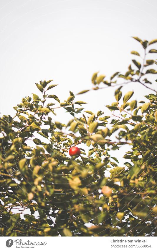 Der letzte rote Apfel hängt im Baum Apfelbaum Frucht Natur Garten Herbst süß saftig lecker authentisch Cox Orange an apple a day vitaminreich reif Kernobst Obst