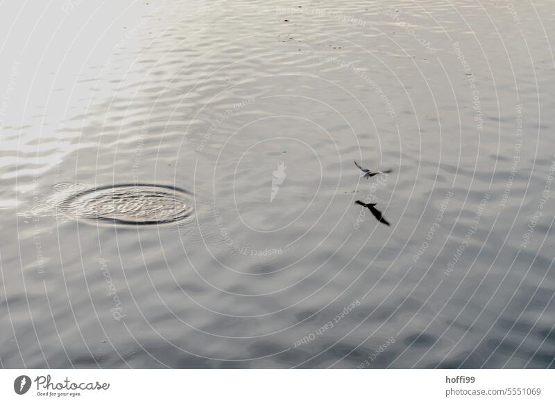 ein Vogel greift nach einem Fisch im See und hinterlässt reisförmige Spuren auf der Wasseröberfläche Jagd Jagen Fischfang kreis jagen Tier Natur Feder fliegen