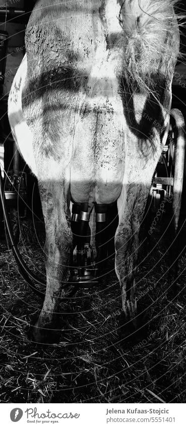 Kuh wird mit Melkmaschine gemolken Milch Euter melken Milchwirtschaft Bauernhof Milchkuh Nutztier Viehzucht Tier Landleben Tierporträt
