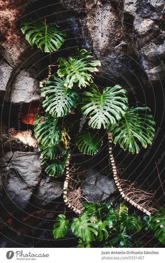 Grüne Blätter einer Monstera-Pflanze klettern an einer Felswand. Tropischer Wald. Exotische Pflanze. Monsterpflanze monstera Blätter wachsend botanisch exotisch