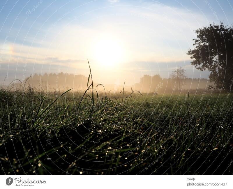 Goldener Morgen - taunasse Wiese im nebligen Gegenlicht der aufgehenden Sonne sonnenaufgang morgen morgens gegenlicht wiese weide tautropfen acker nebel