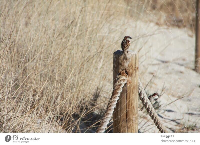 Ein Spatz auf einem Holz-Pfahl von hinten nach rechts in die Ferne blickend. Ein weiterer Spatz auf einem Seil sitzend, der ebenfalls nach rechts blickt. Vogel