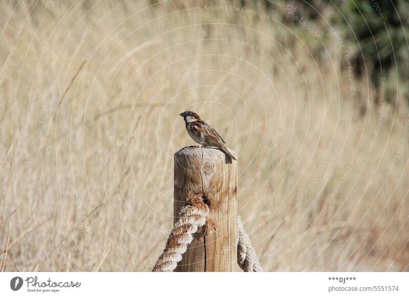 Ein Spatz auf einem Holz-Pfahl nach links in die Ferne blickend. Vogel Tier Holzpfahl Natur Seile Federn Gefieder klein niedlich warten Gras Wildtier