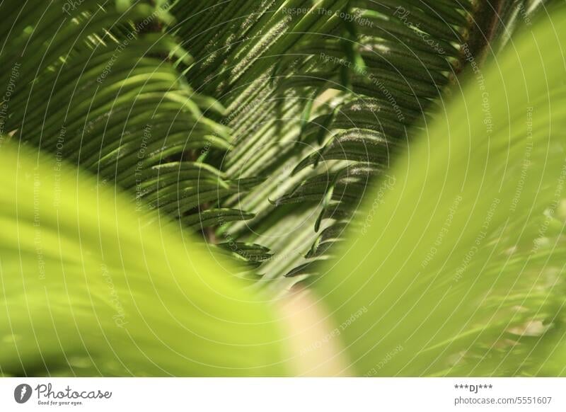 Satt grüne Palmblätter im Sommer mit einem hellgrünem Blatt im Vordergrund Palme Blätter Pflanze Natur tropisch natürlich Umwelt Flora Botanik botanisch wachsen