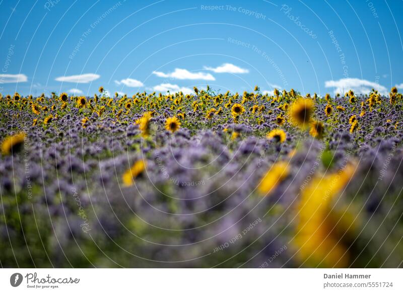 Feld mit blühendem "Büschelschön" (Phacelia tanacetifolia) und Sonnenblumen im Herbst. Bienenfreund bienenfreundlich Zwischenfrucht Futterpflanze Landwirtschaft