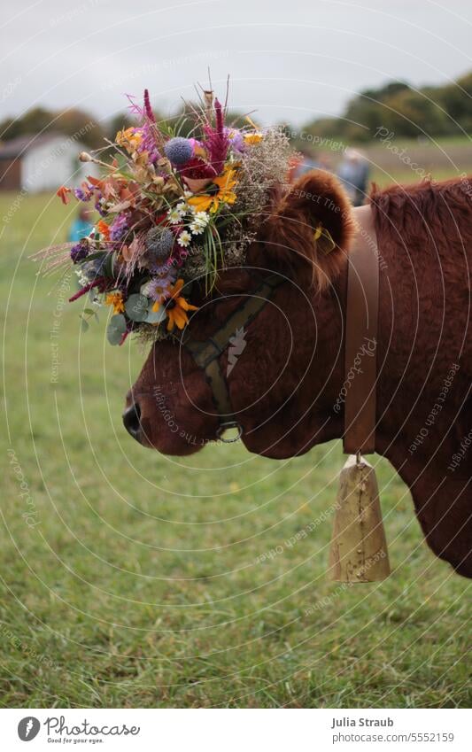 oh mann seh ich bescheuert aus Kuh Kuhglocke Almabtrieb Tier Nutztier Milchkuh Weide geschmückt Blumen Blumenstrauß Hut Wiese Wiesenblume Eukalyptus