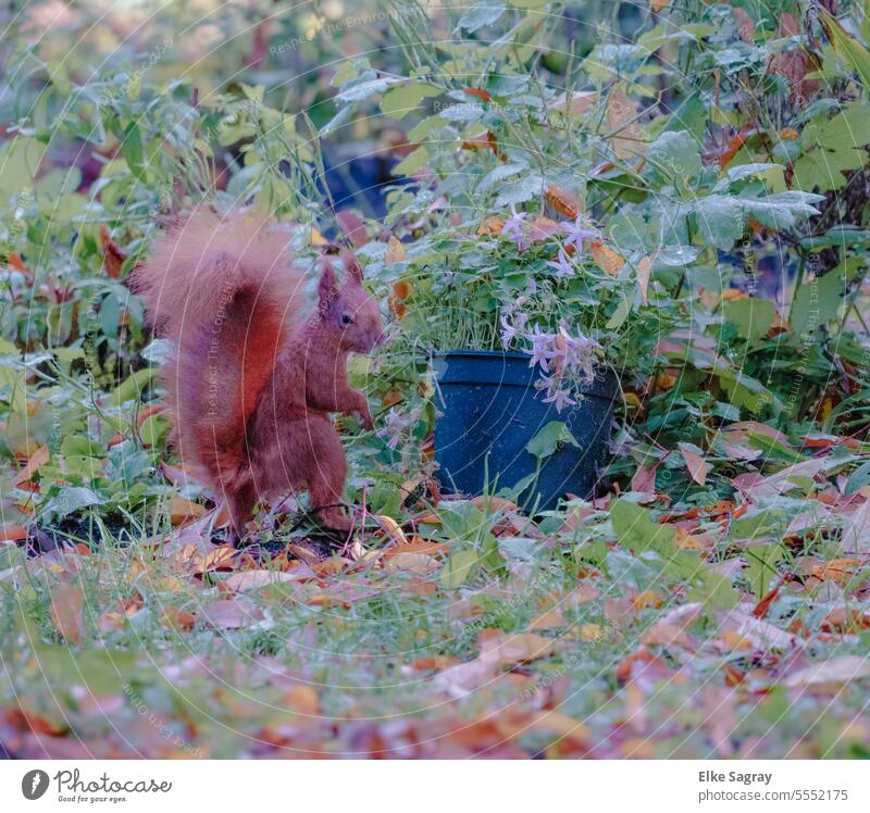 Eichhörnchen stehend im Garten Tier Natur niedlich Baum wild Sciurus vulgaris Nahaufnahme Blick Außenaufnahme Tiergesicht Kopf Nase Sonnenlicht