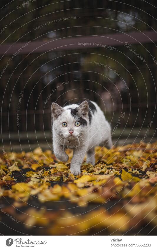 Portrait eines weiß-schwarzen Kätzchens mit Glöckchen und seiner ersten Bewegung in der Natur. Kitty geht durch das Herbstlaub und macht sich neugierig auf den Weg ins Abenteuer