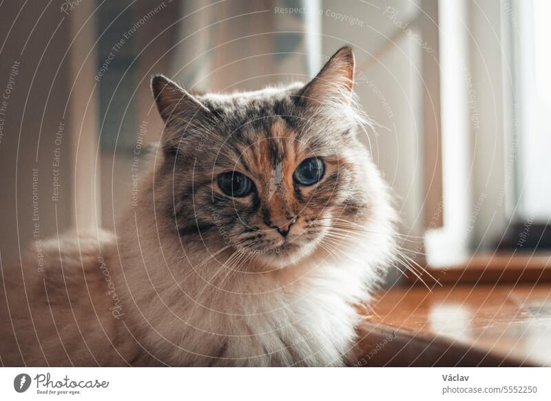 Nahaufnahme des amüsierten Gesichtsausdrucks einer Ragdoll-Hauskatze im Wohnzimmer fluffig Katze Haustier liegend Verlegung Stofftierkatze Tier Katzenbaby
