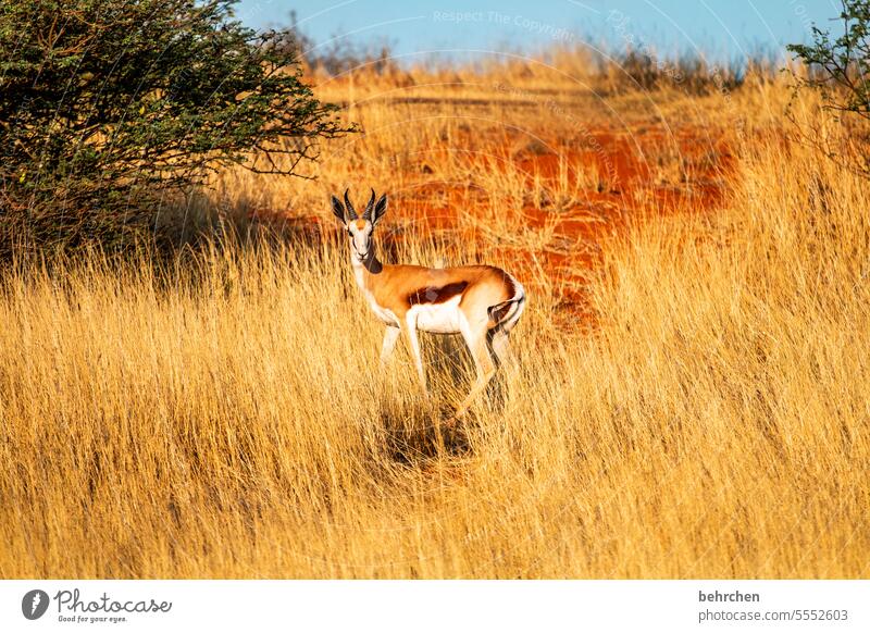 wer bist du denn? wild frei Tierporträt fantastisch Wildtier Springbock Antilopen Wildnis Namibia Safari Afrika Ferne Fernweh reisen Farbfoto Abenteuer Freiheit