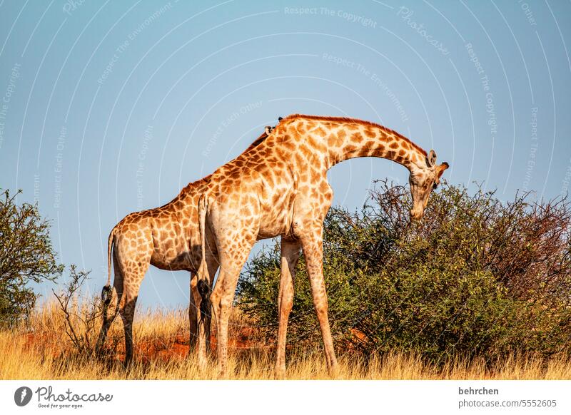 zweierlei Tierporträt Wildnis Kalahari Giraffe Tierschutz Tierliebe fantastisch Wildtier außergewöhnlich Safari Umwelt beeindruckend besonders Wärme Abenteuer