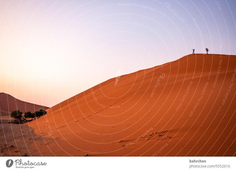 gipfelstürmer Licht Morgendämmerung Sonnenaufgang Sossusvlei Namibia Ferne Afrika Wüste Sand Sesriem Fernweh reisen Farbfoto Landschaft Einsamkeit Abenteuer