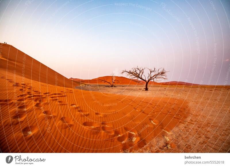 wovon wir zu träumen wagen trocken Wärme Himmel Dürre Trockenheit Klimaschutz Umweltschutz Klimawandel Akazie Baum Wüste Sehnsucht reisen dune 45 Schatten Sand