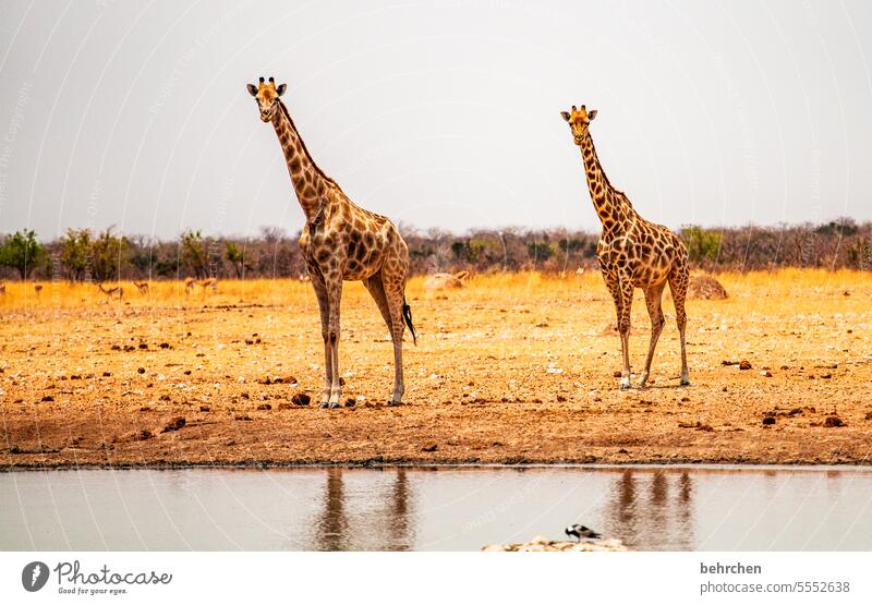 schaun wa mal… etosha national park Etosha Wasserloch wild Afrika Außenaufnahme Ferne Namibia Fernweh Farbfoto Freiheit Natur Abenteuer Landschaft