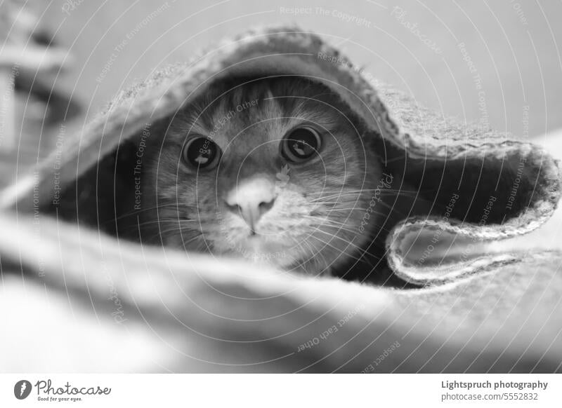 Rotschopfkatze versteckt sich unter der Decke und schaut neugierig in die Kamera. Schwarz-Weiß-Porträt. Hauskatze versteckend in die Kamera schauen