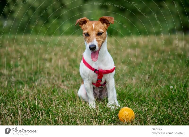 Aktiver Hund spielt mit Spielzeugball am Sommertag Tier grün aktiv Porträt Spaziergang spielen lustig im Freien Feld laufen Spielen jack russell Natur Gras