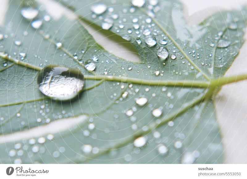 blatt mit regentropfen 2 Wasser nass Tropfen Blatt Regen Herbst Natur Wassertropfen Pflanze Detailaufnahme feucht Reflexion & Spiegelung glänzend glitzernd