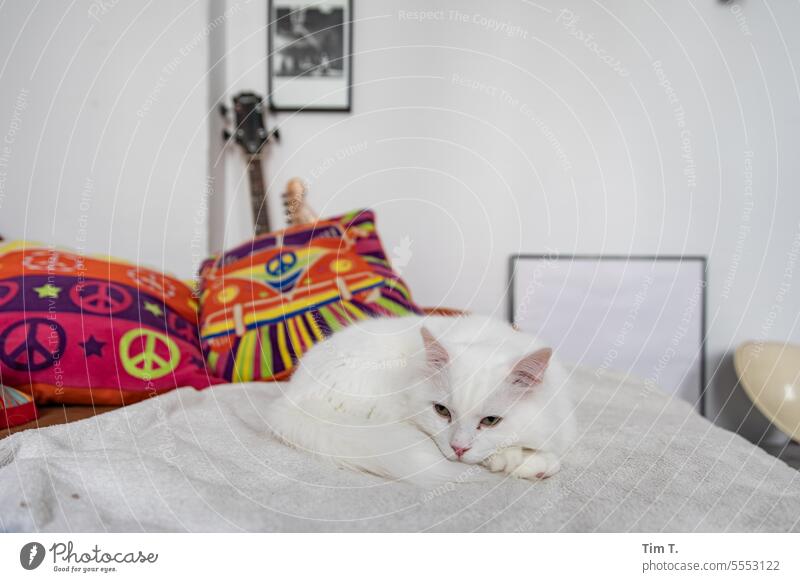 Weißer Kater relaxt auf dem Sofa Katze weiß Haustier Tier Fell Hauskatze Tierporträt niedlich beobachten kuschlig Blick Wachsamkeit Farbfoto