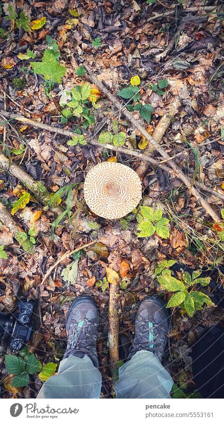 sprichwörtlich | wer suchet, der findet Herbst Pilze Wald Pilzsuche suchen Füsse Schuhe wandern Parasolpilz finden Sprichwort Waldboden Pilzhut essbar