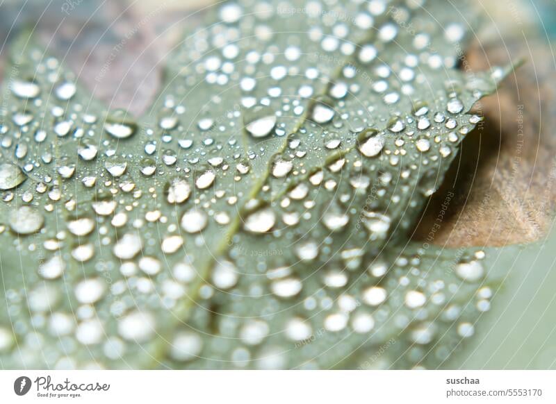 blatt mit regentropfen Wasser nass Tropfen Blatt Regen Herbst Natur Wassertropfen Pflanze Detailaufnahme feucht Reflexion & Spiegelung glänzend glitzernd
